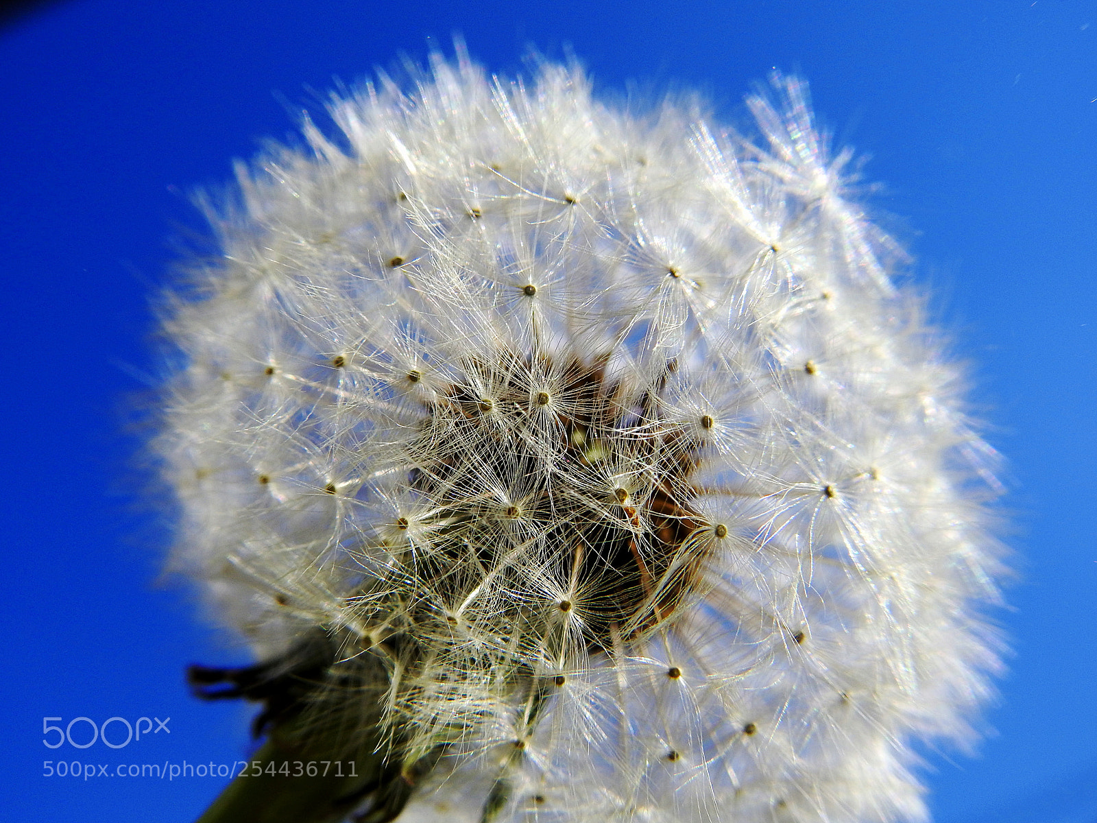 Nikon Coolpix P900 sample photo. Dandelion close-up photography
