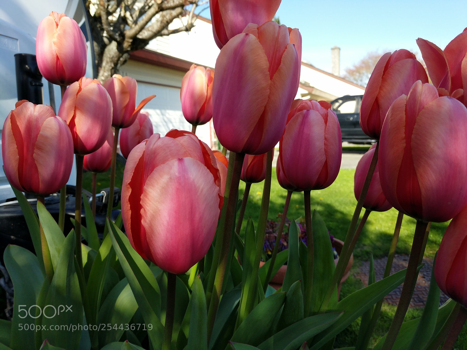 Google Pixel XL sample photo. Tulips on my mail photography