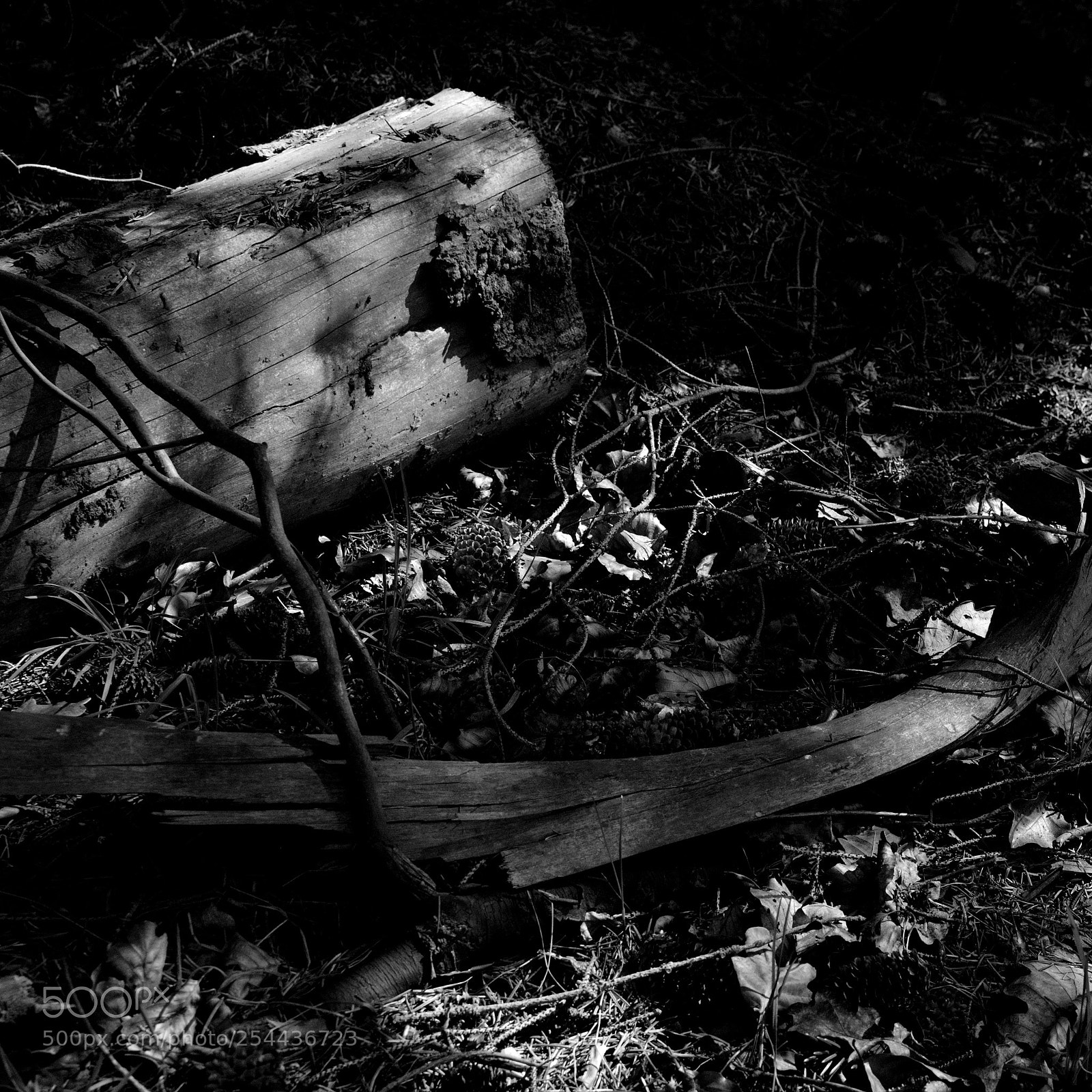 Nikon D5200 + Nikon AF-S DX Nikkor 35mm F1.8G sample photo. Forest floor 2018 photography