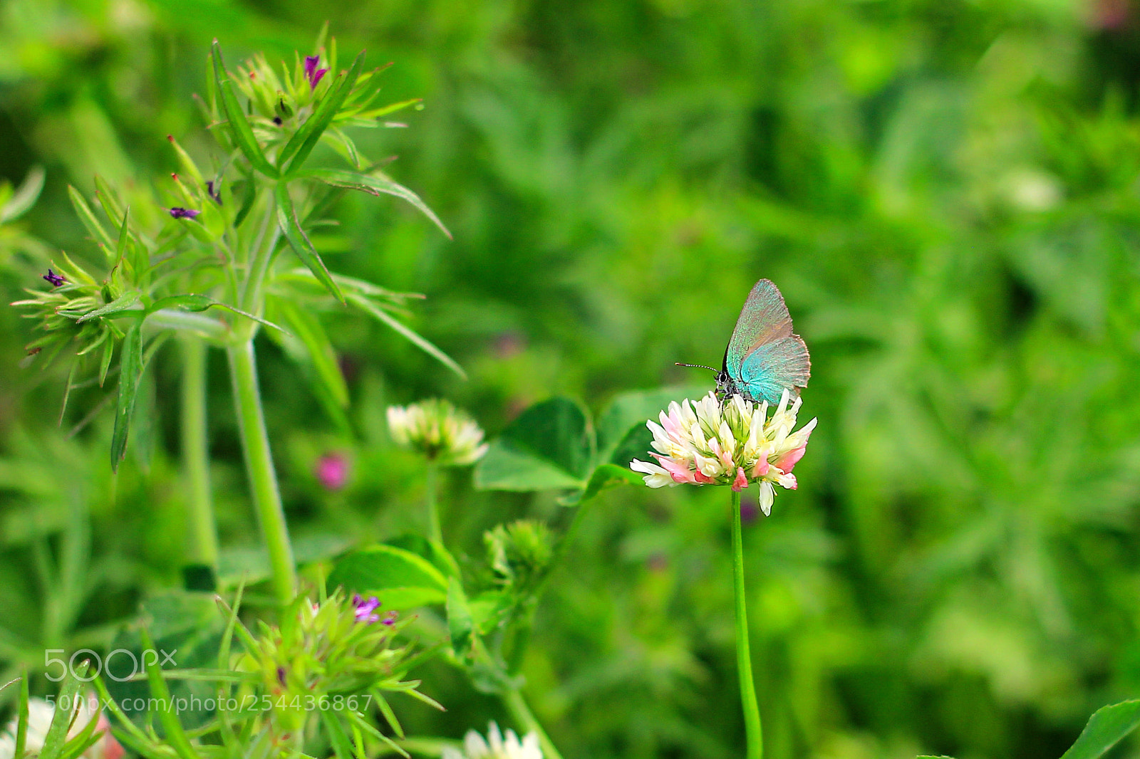 Canon EOS 60D sample photo. Butterfly photography