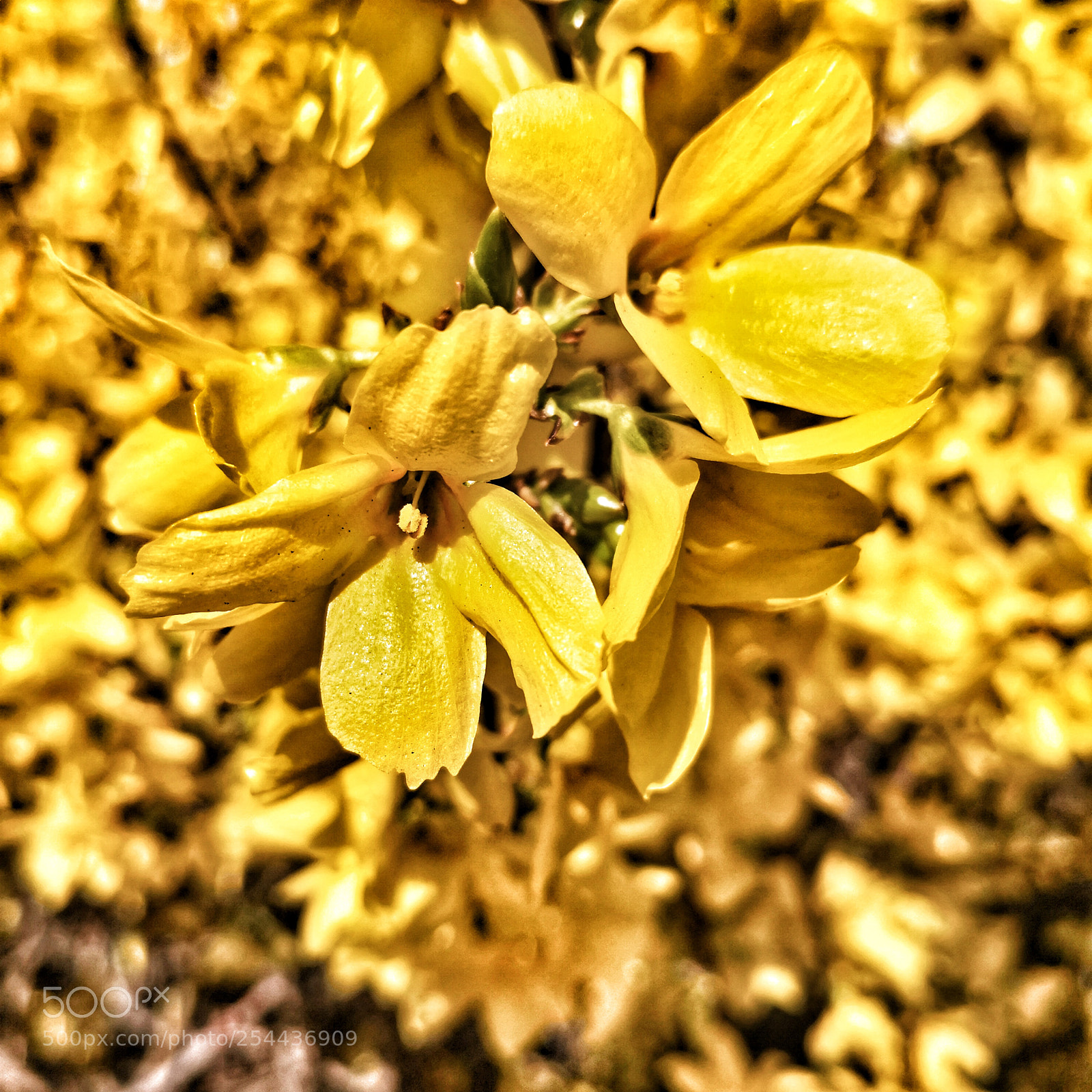 HUAWEI Mate 10 Pro sample photo. Untitled photography
