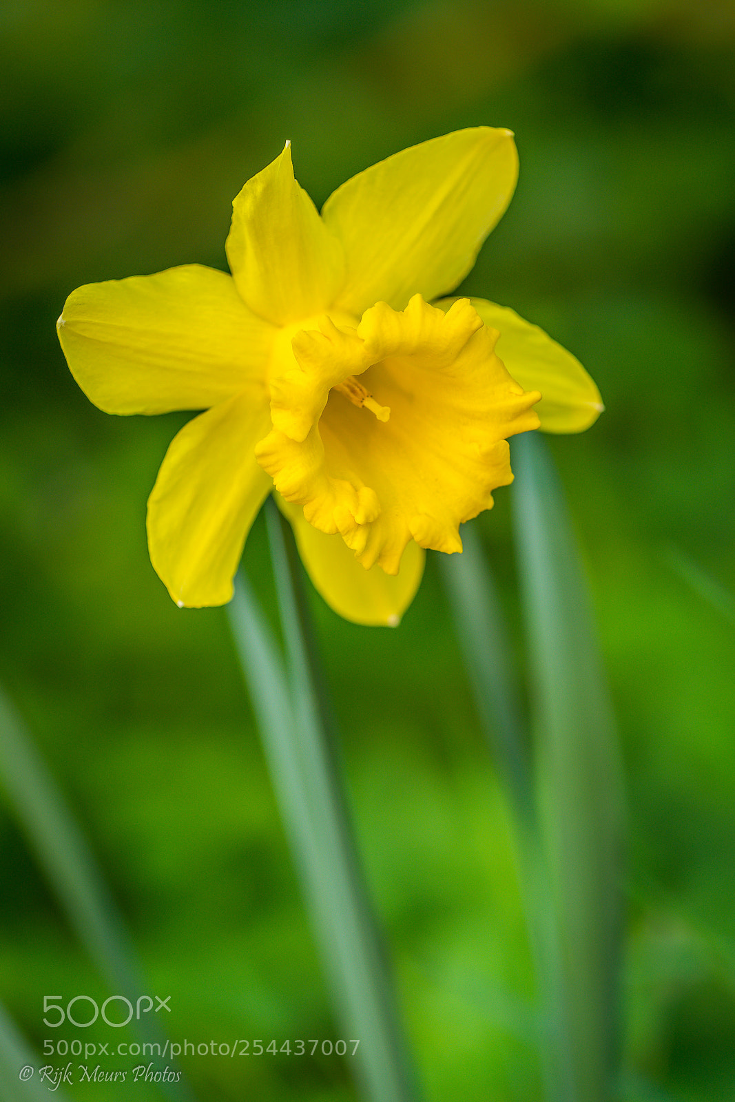Nikon D7200 sample photo. Yellow beauty photography