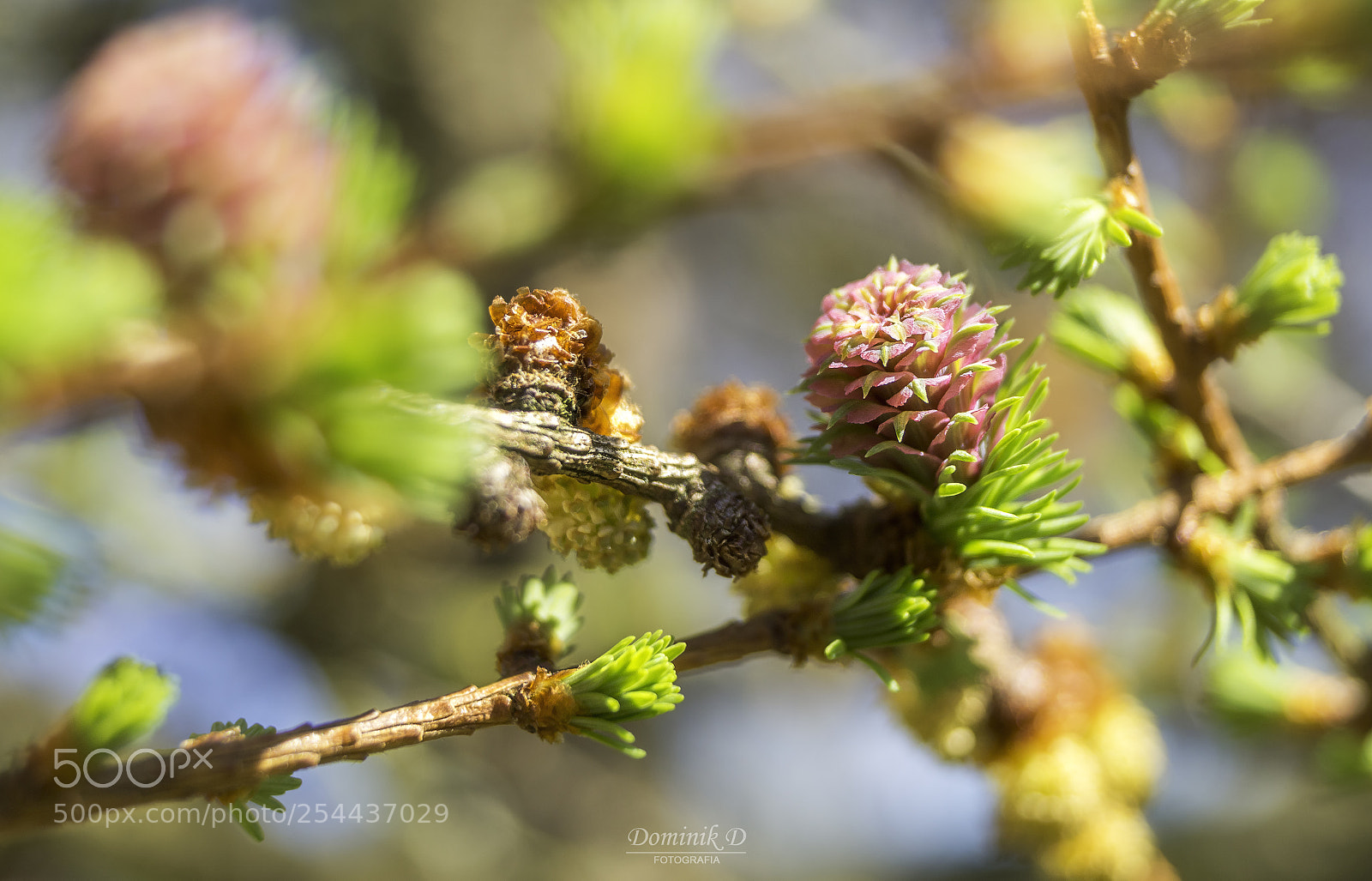 Sony SLT-A58 sample photo. Larch photography