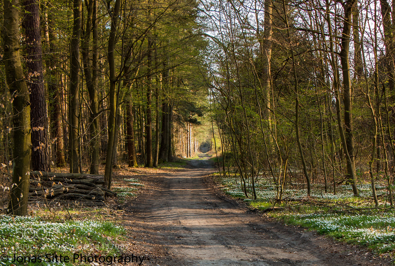 Canon EOS 70D sample photo. The forest photography