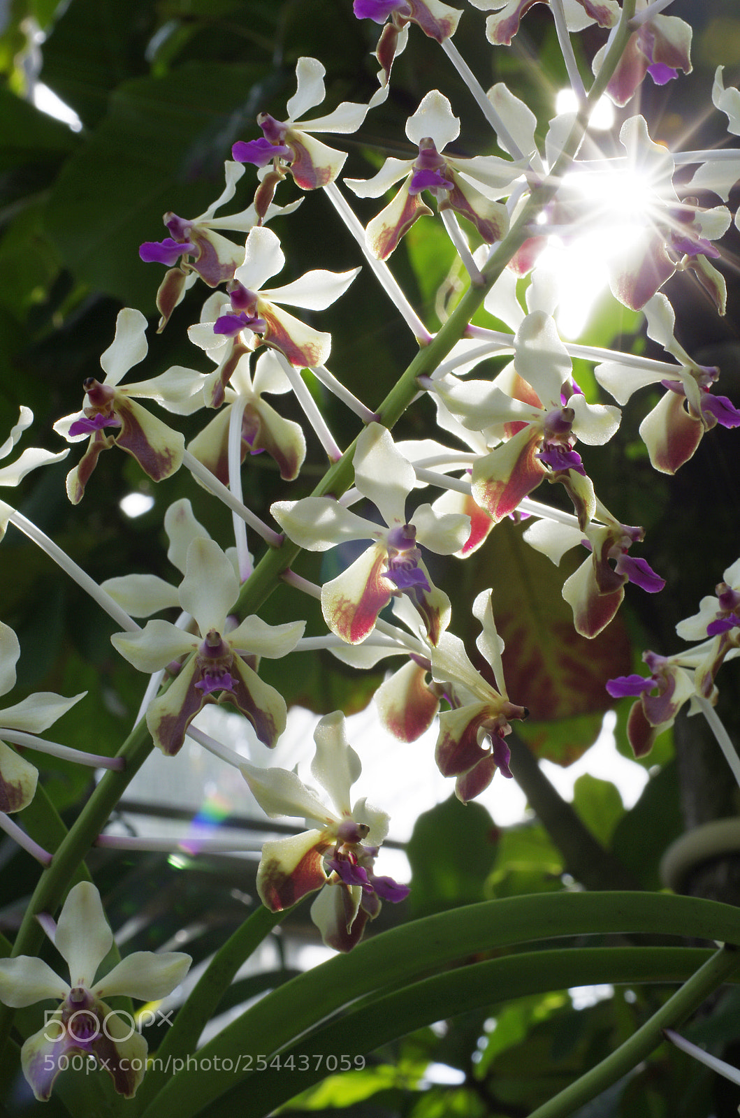 Pentax K-5 II sample photo. Luminous orchid photography