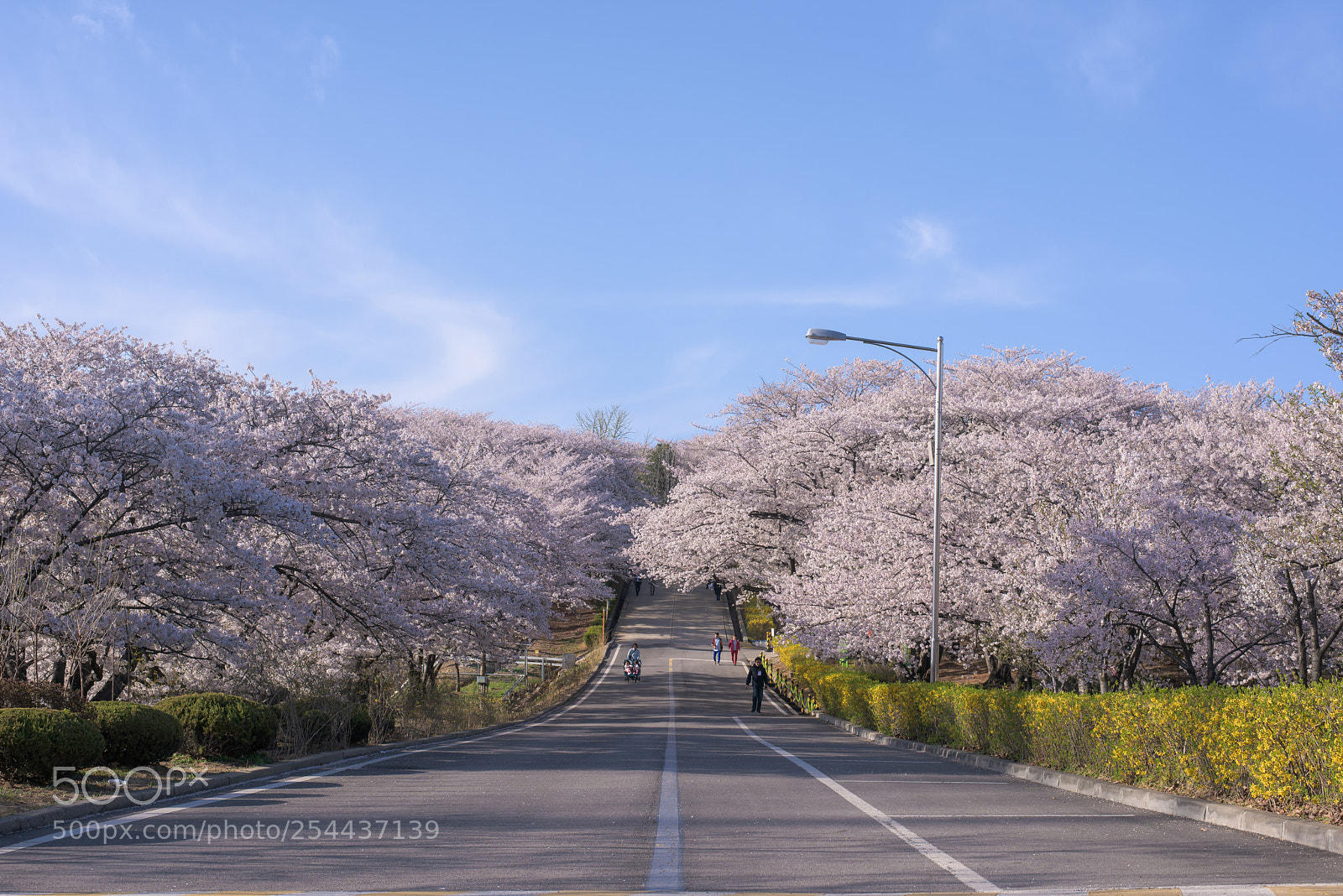 Nikon D810 sample photo. Road of cherry blossom photography
