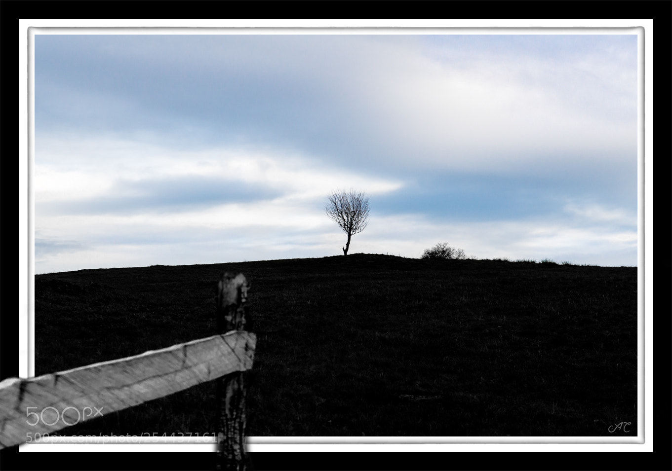 Nikon D800 sample photo. Dead tree on the photography