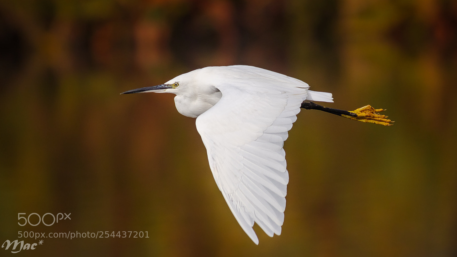 Canon EOS 7D Mark II sample photo. Little egret-kleine zilverreiger photography