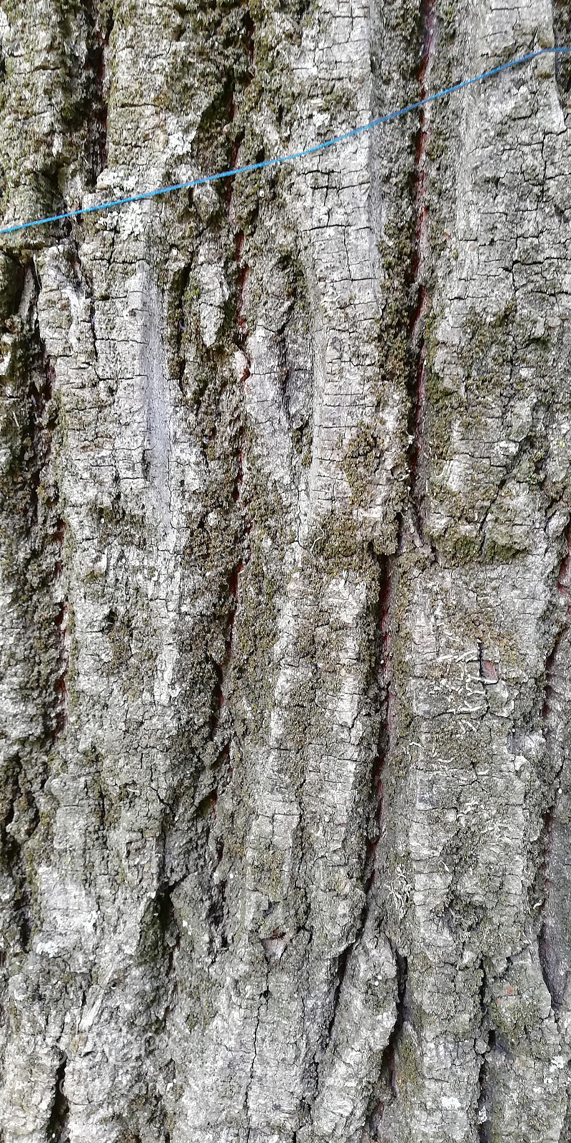 HUAWEI Mate 10 Lite sample photo. Tree photography