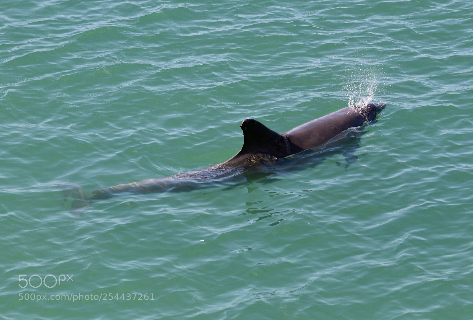 Canon EOS 80D sample photo. Dolphin  photography