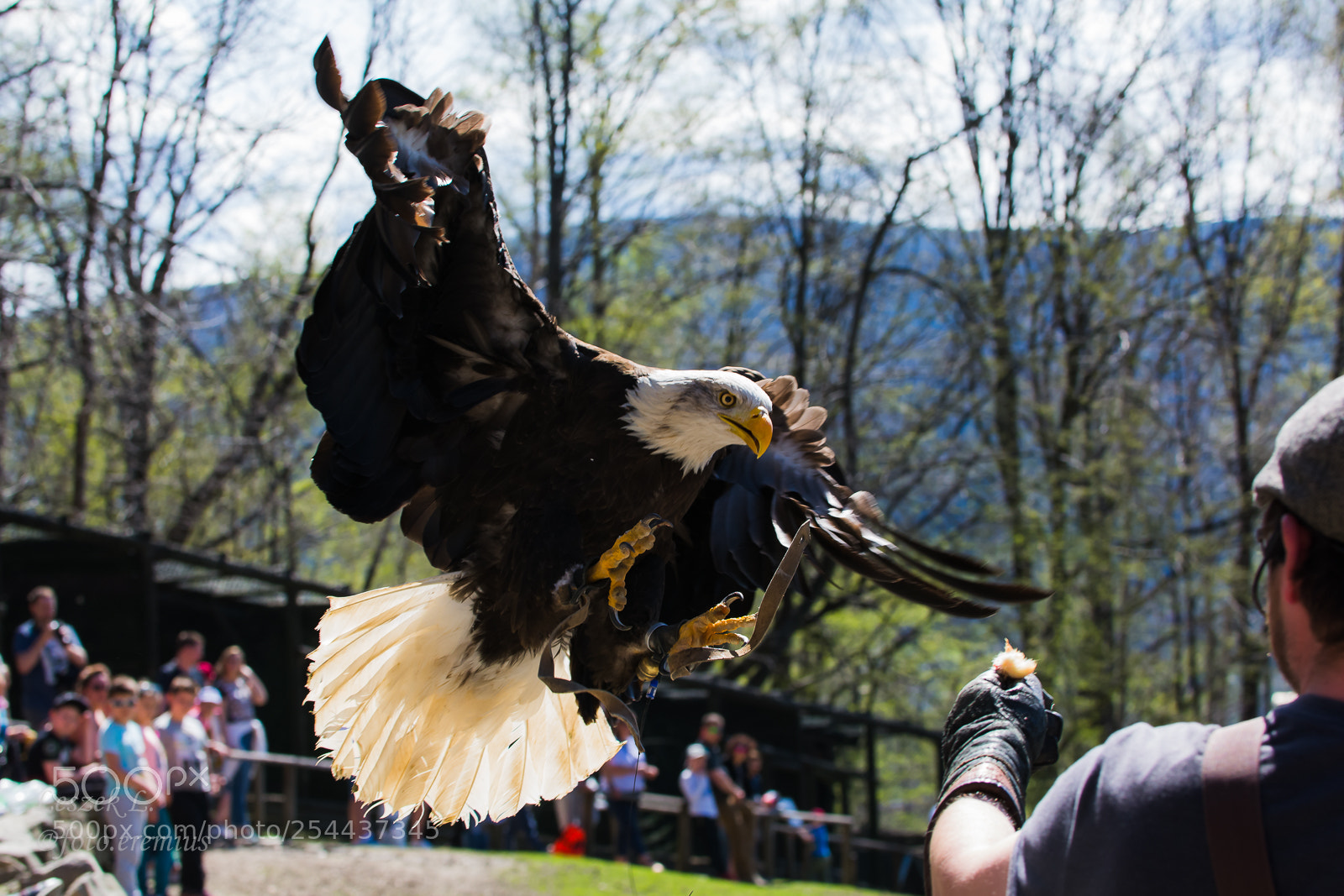 Nikon D7100 sample photo. Eagle touchdown photography