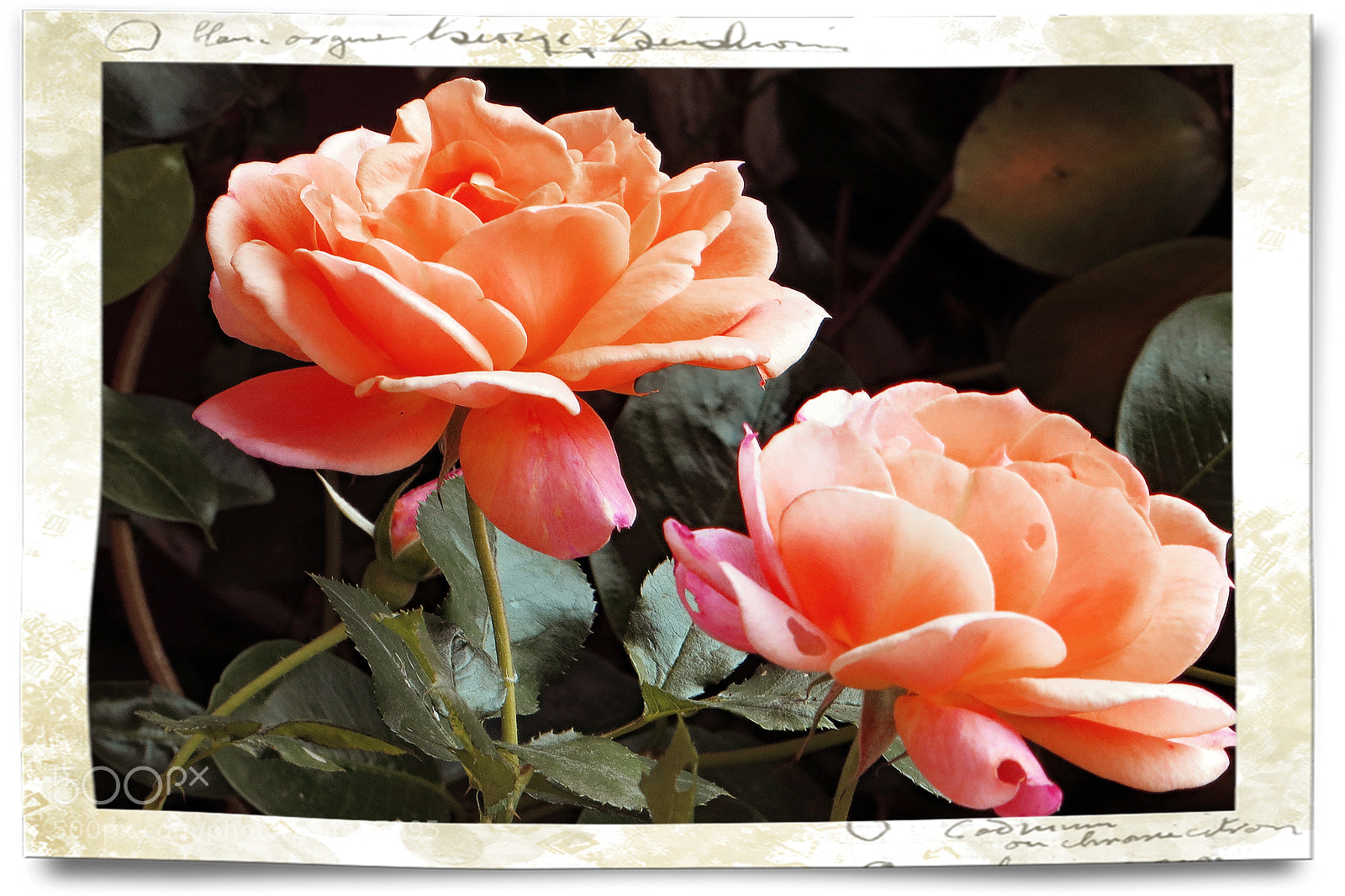 Canon PowerShot SX240 HS sample photo. Rosenpaar cherry brandy photography