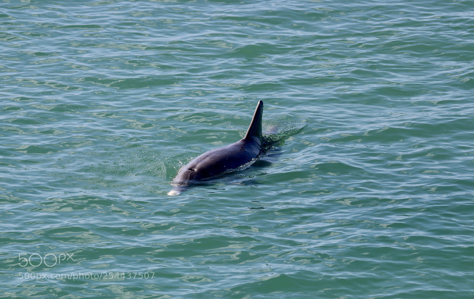Canon EOS 80D sample photo. Dolphin swimming  photography