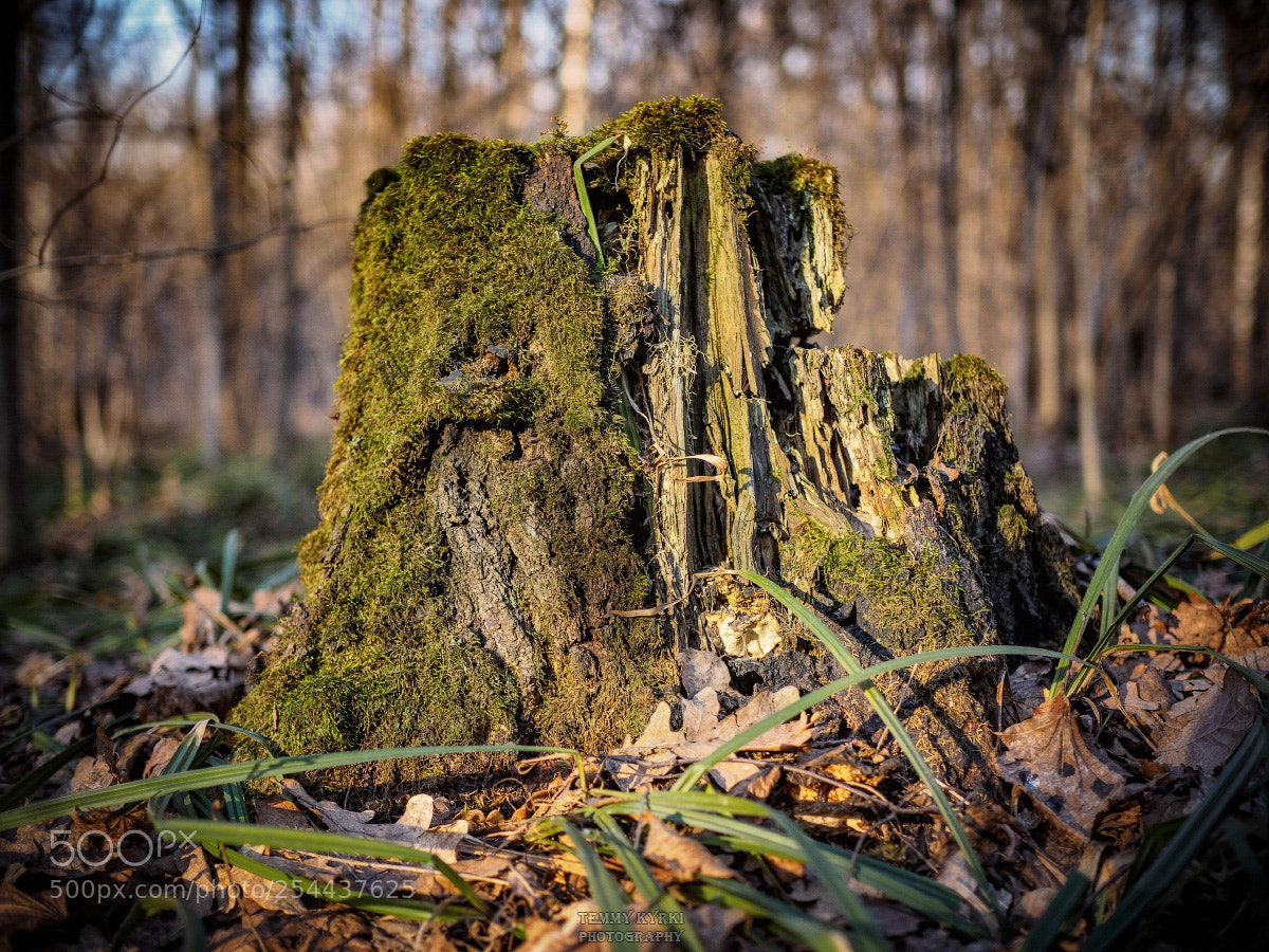 Olympus OM-D E-M1 sample photo. Stump photography