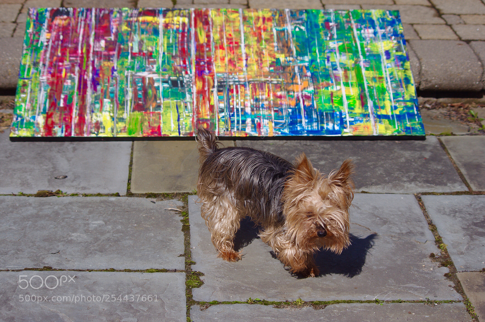 Pentax K-x sample photo. Maggie in the sun photography