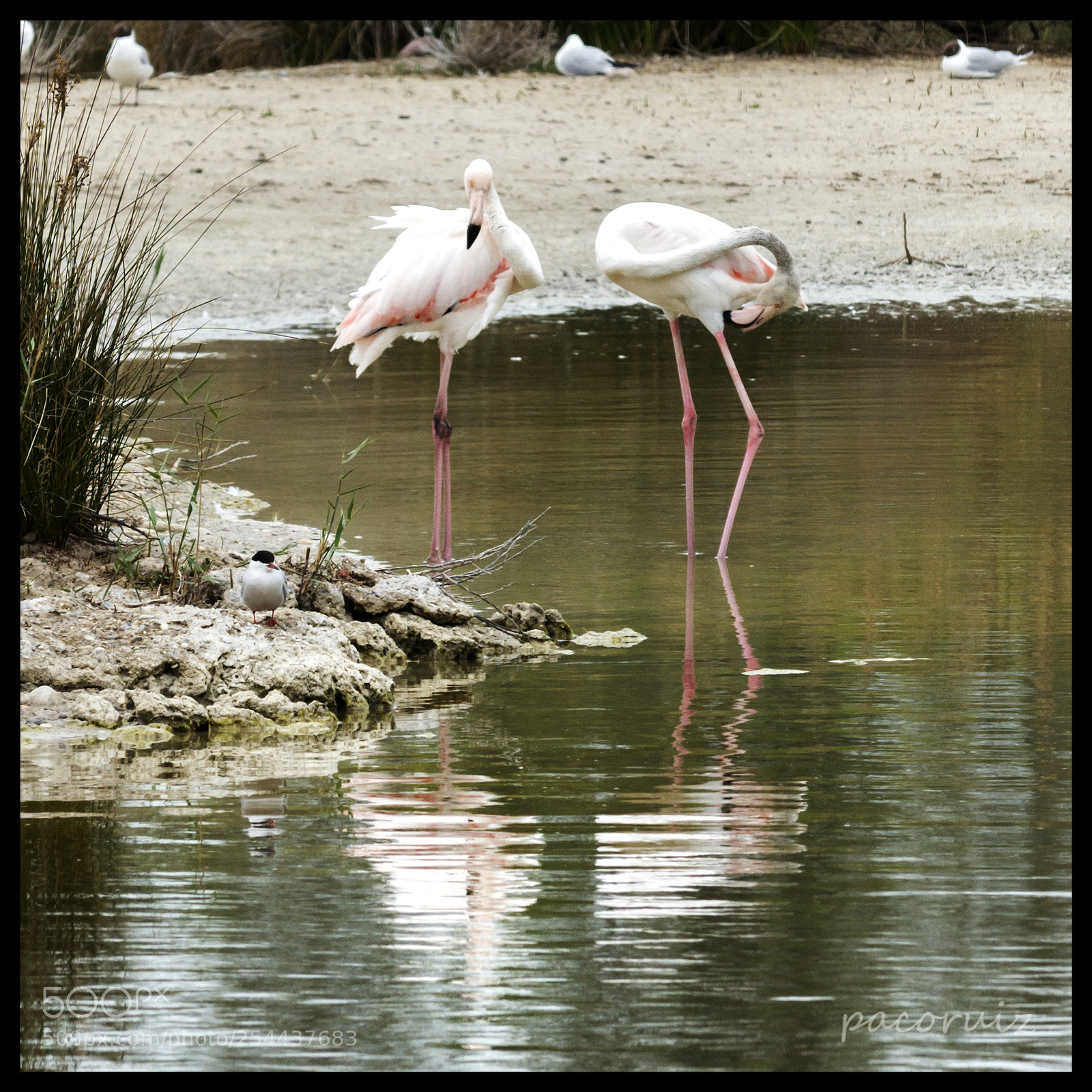 Nikon D7200 sample photo. Flamencos photography