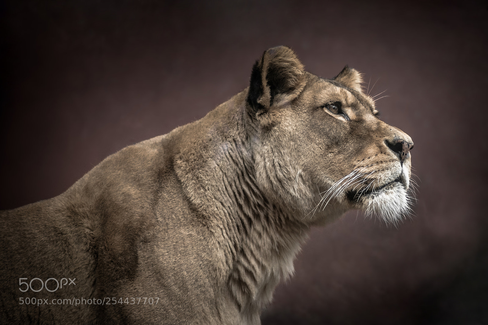 Nikon D7200 sample photo. Lioness photography