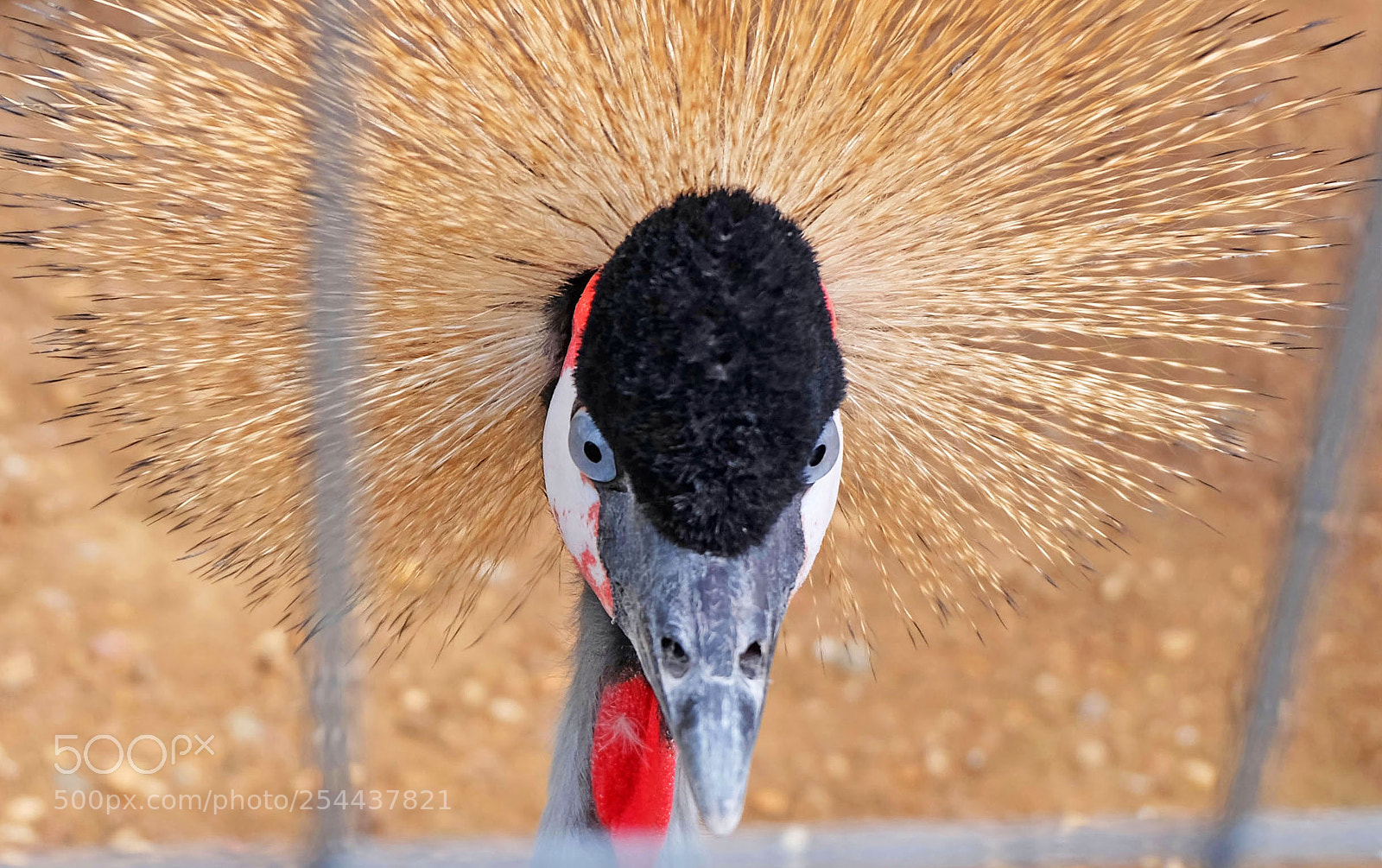 Fujifilm X-M1 sample photo. Crowned crane photography