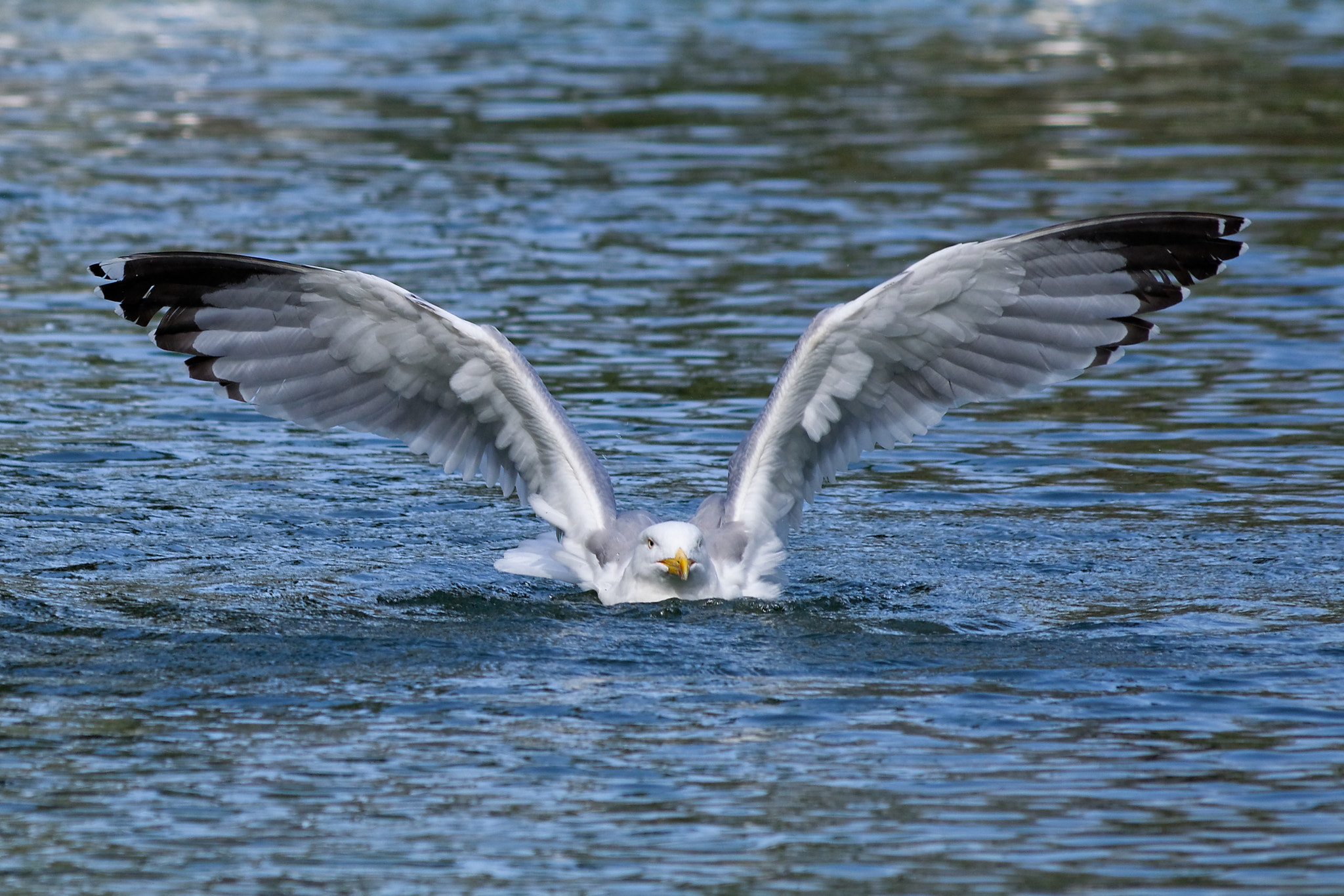Nikon D3300 sample photo. Take-off photography