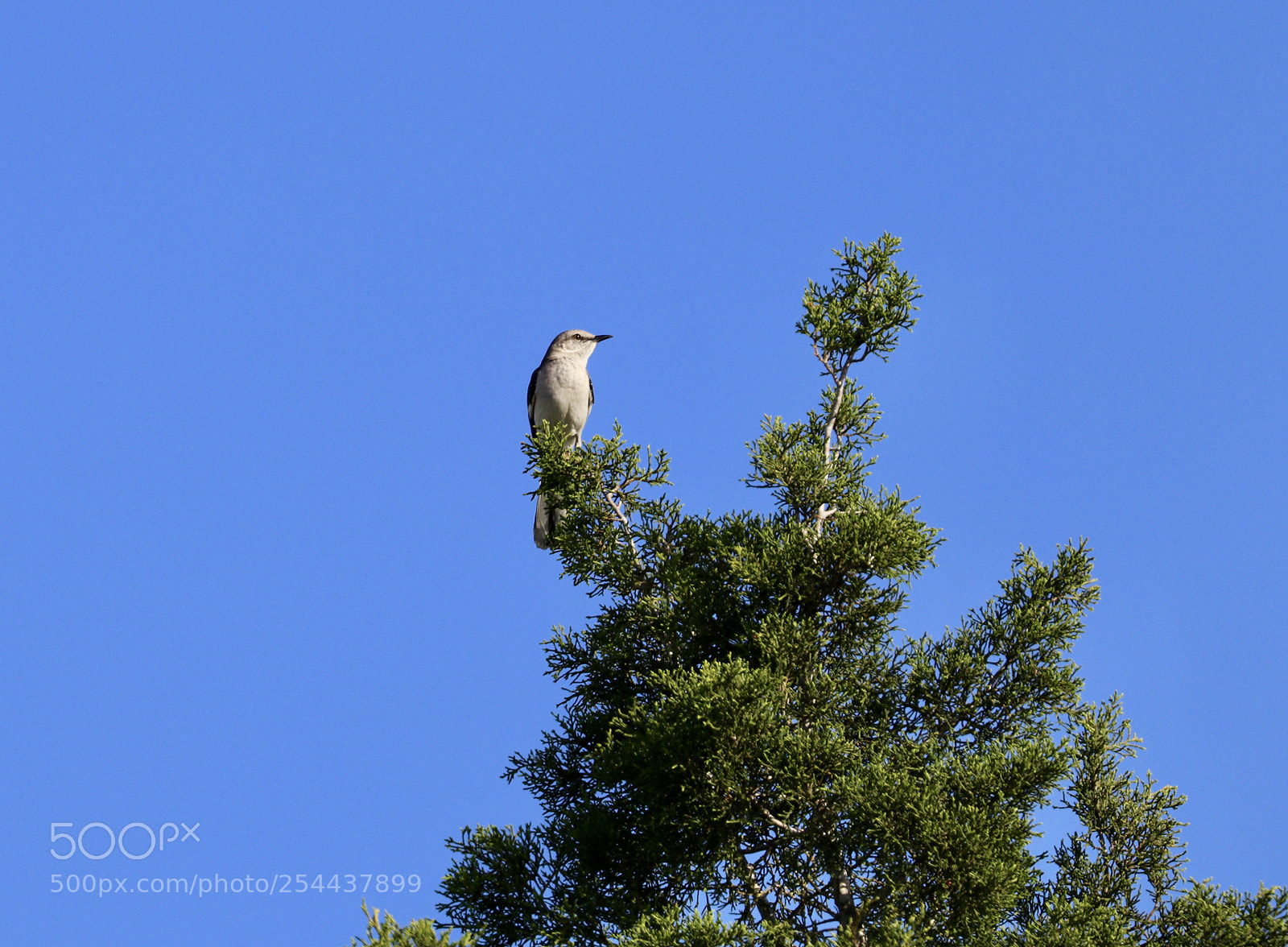 Canon EOS 80D sample photo. Mockingbird singing  photography