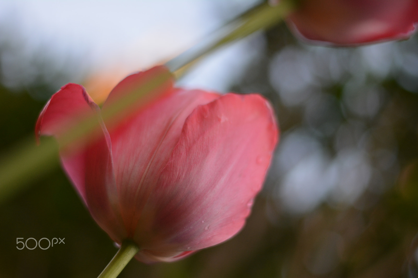 Nikon D5200 sample photo. Tulip from under photography
