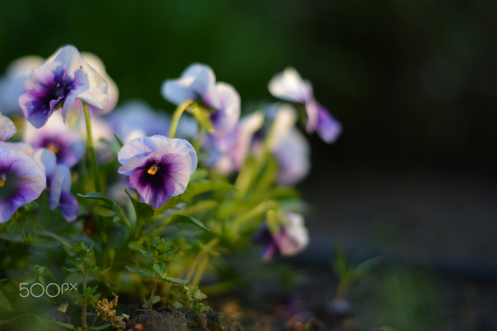 Nikon D5200 sample photo. Flowerbed photography