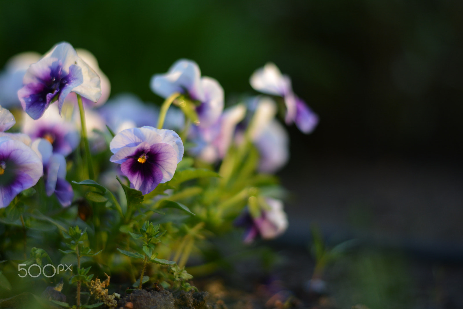 Nikon D5200 + Nikon AF-S Nikkor 50mm F1.8G sample photo. Flowerbed photography