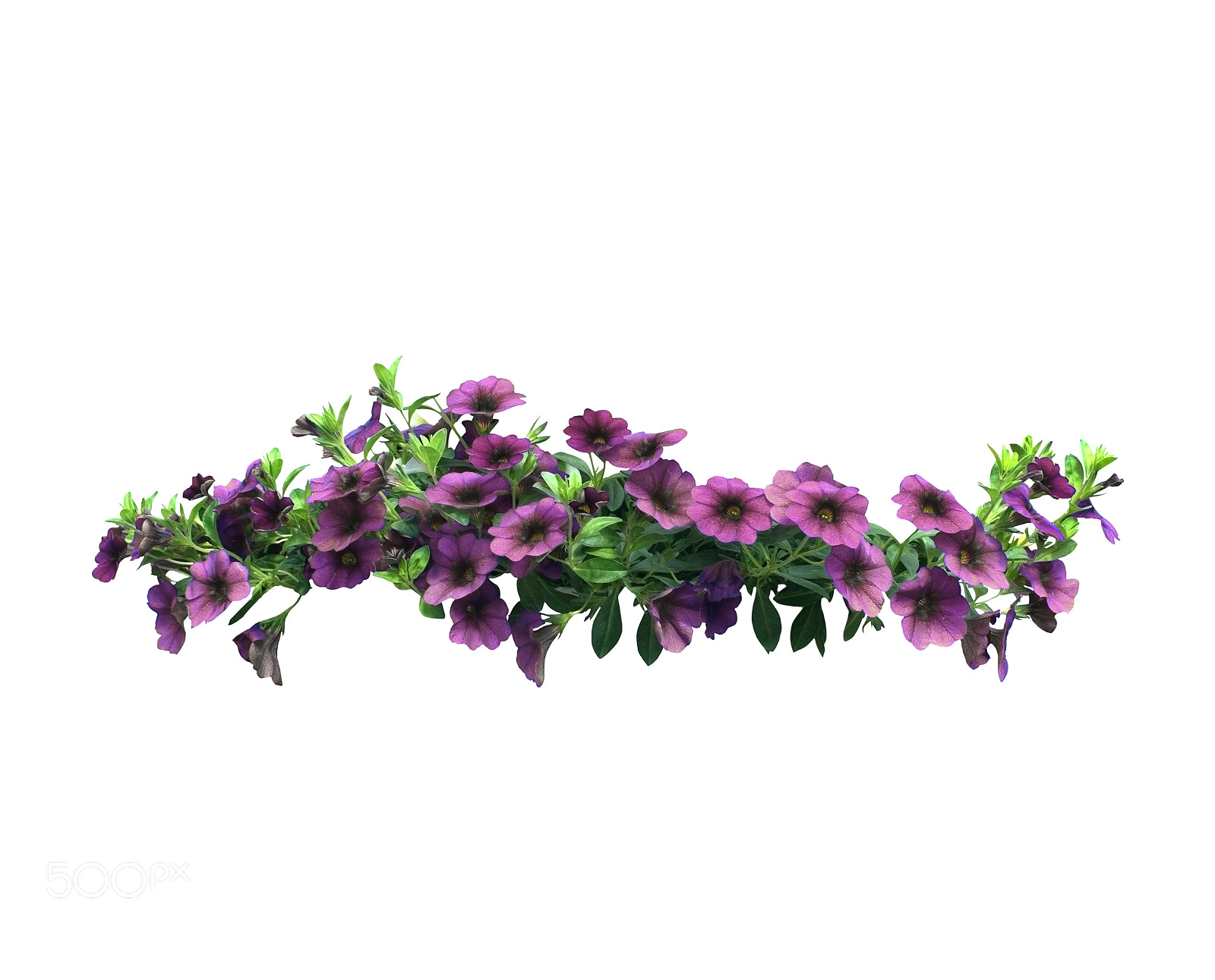 Nikon D7100 sample photo. Petunia flowers hanging basket photography