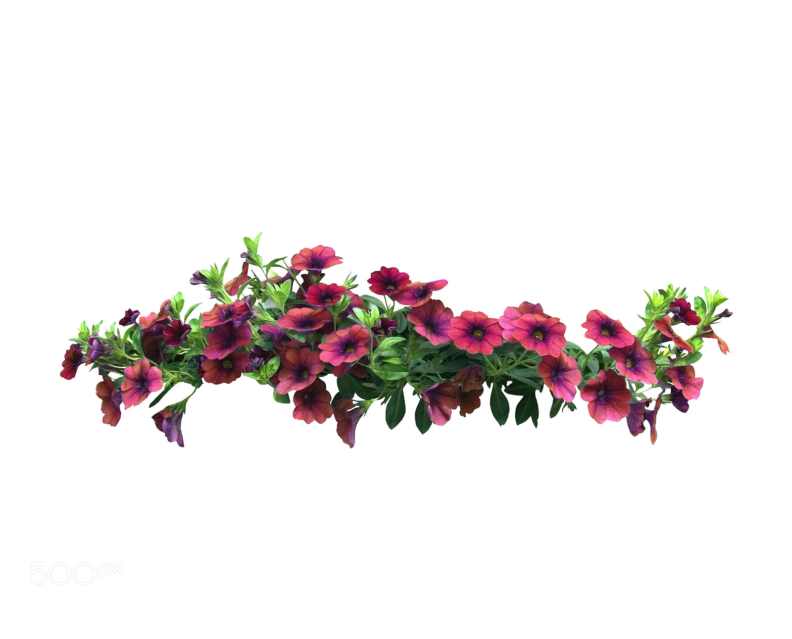 Nikon D7100 sample photo. Petunia flowers hanging basket photography