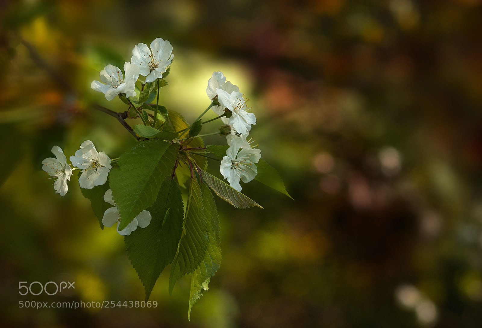 Canon EOS 50D sample photo. Feast of the bokeh photography