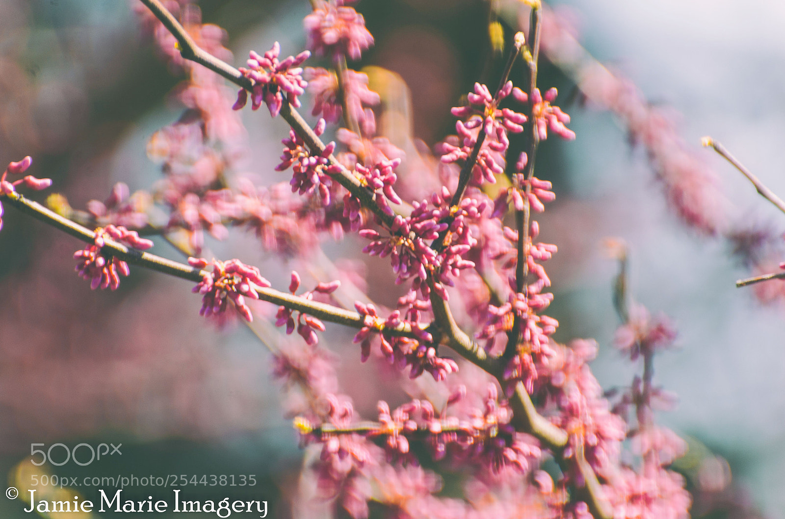 Nikon D7000 sample photo. Spring's renewal photography