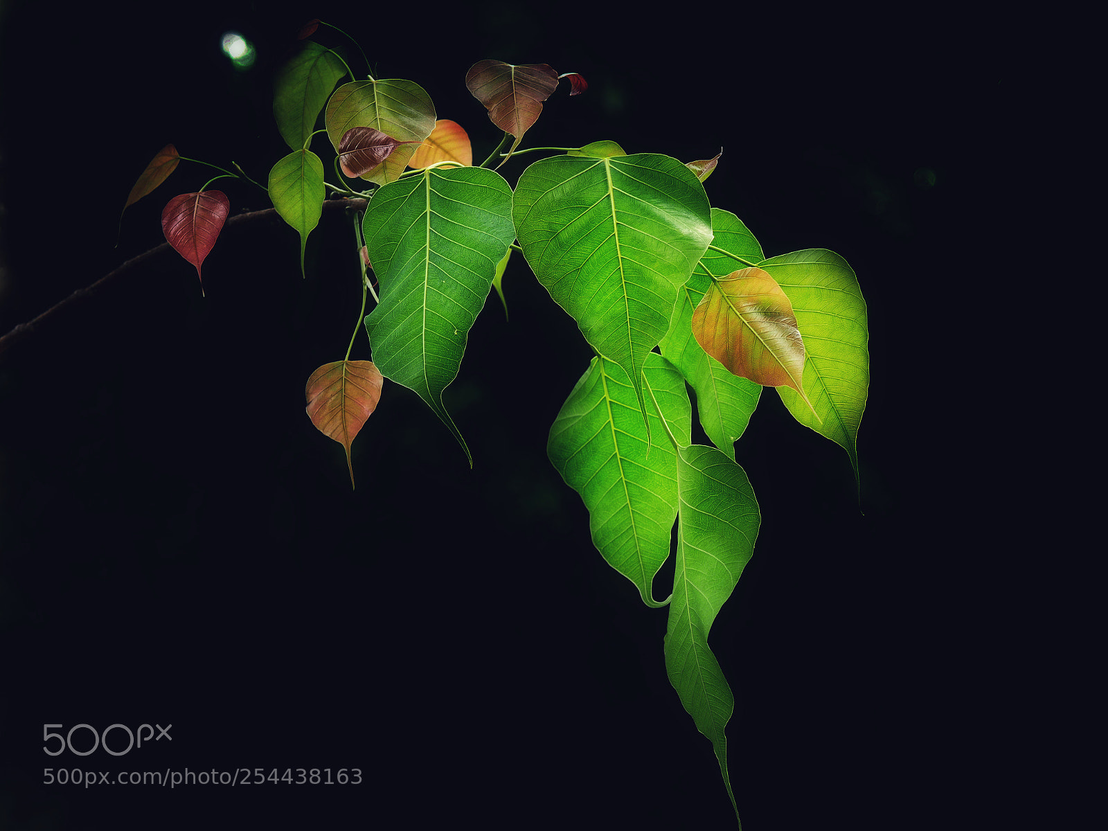Panasonic Lumix DMC-GX8 sample photo. Tree  leaves photography