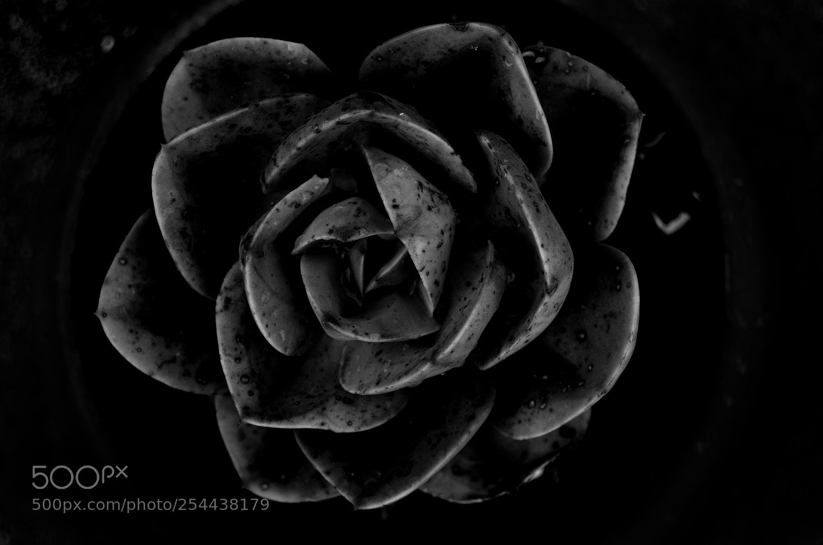 Nikon D5100 sample photo. B&w photography