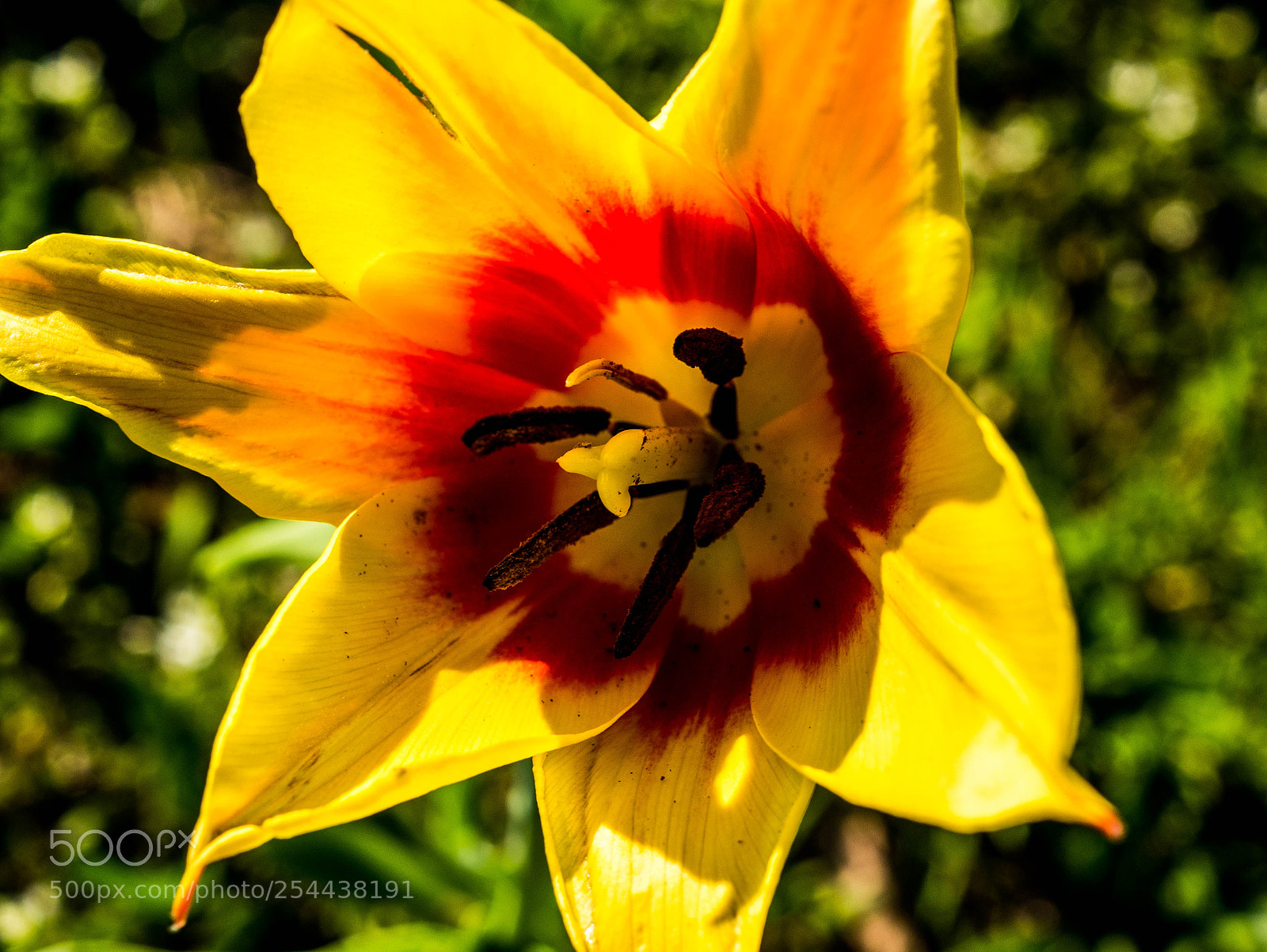 Panasonic DMC-G81 sample photo. Tulpe photography
