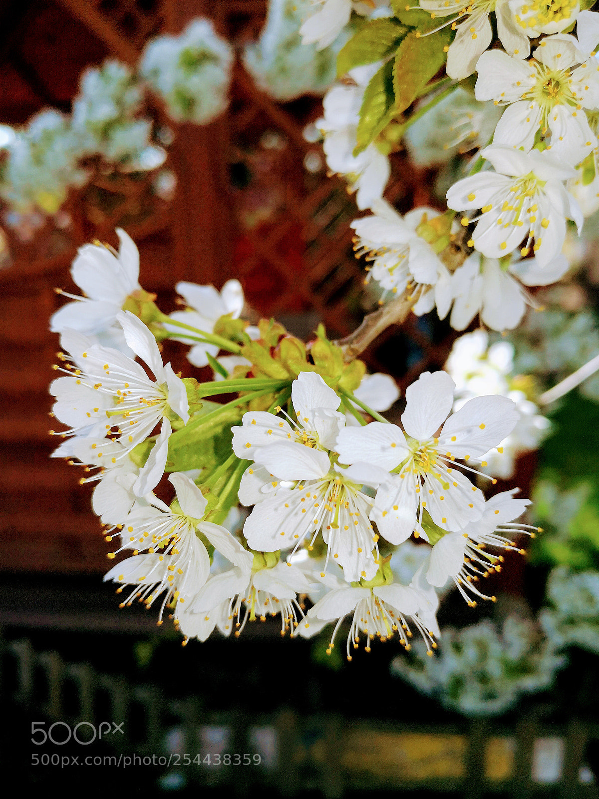 HUAWEI Mate 10 Pro sample photo. Untitled photography