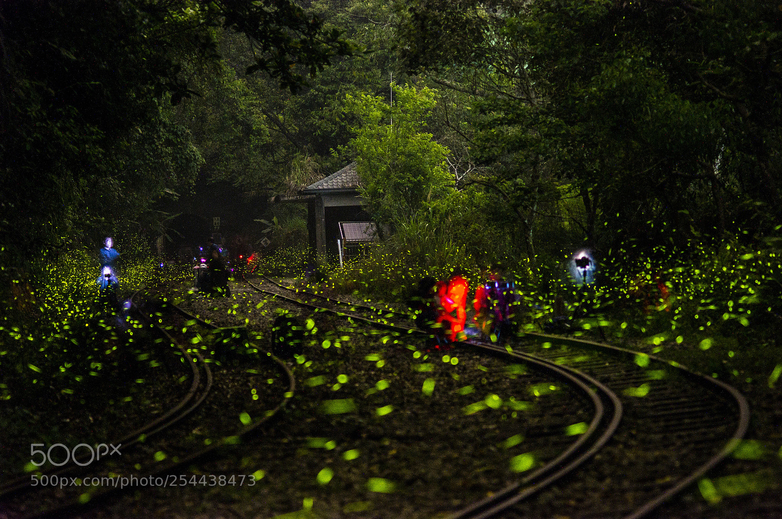 Sony SLT-A55 (SLT-A55V) sample photo. Fireflies in alishan railway. photography