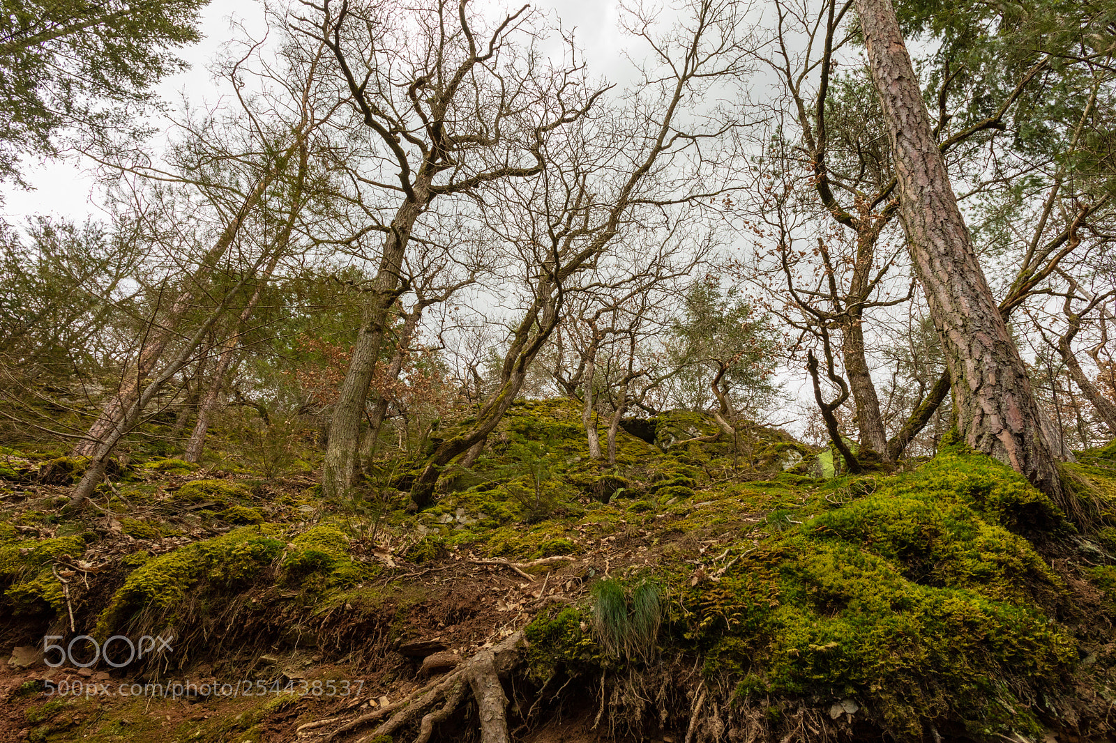 Canon EOS 5D Mark IV sample photo. Forest photography