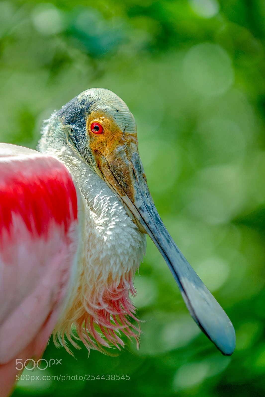 Nikon D800 sample photo. Roseate spoonbill photography