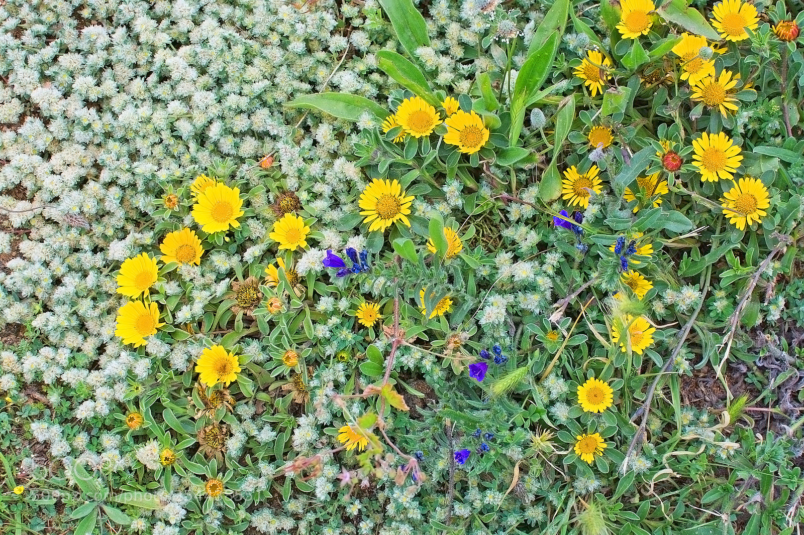 Nikon D7100 sample photo. Natural spring flowers mallorca photography