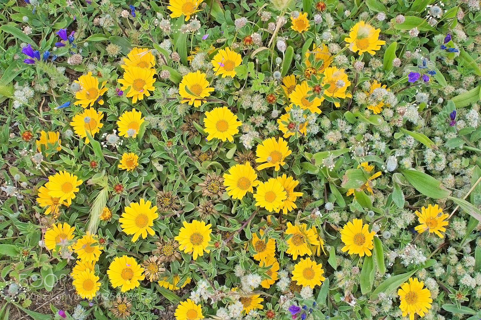 Nikon D7100 sample photo. Natural spring flowers mallorca photography