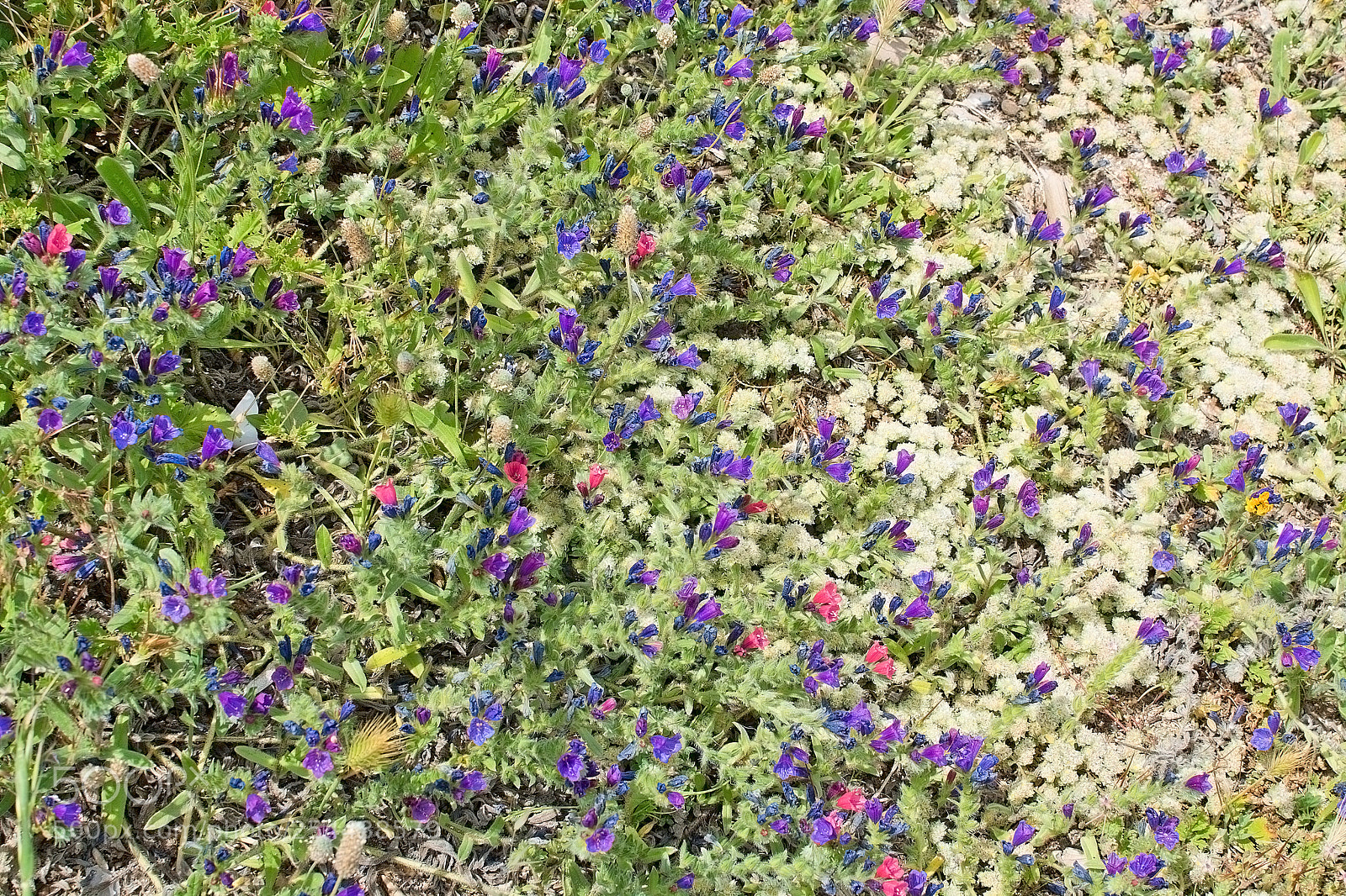 Nikon D7100 sample photo. Natural spring flowers mallorca photography