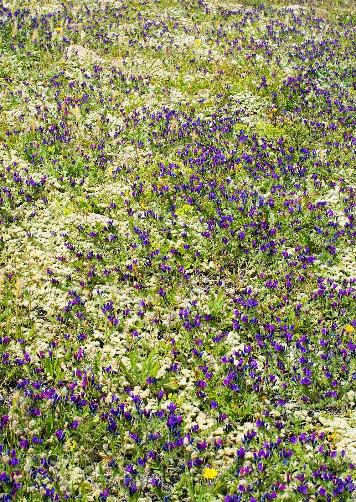 Nikon D7100 sample photo. Natural spring flowers mallorca photography