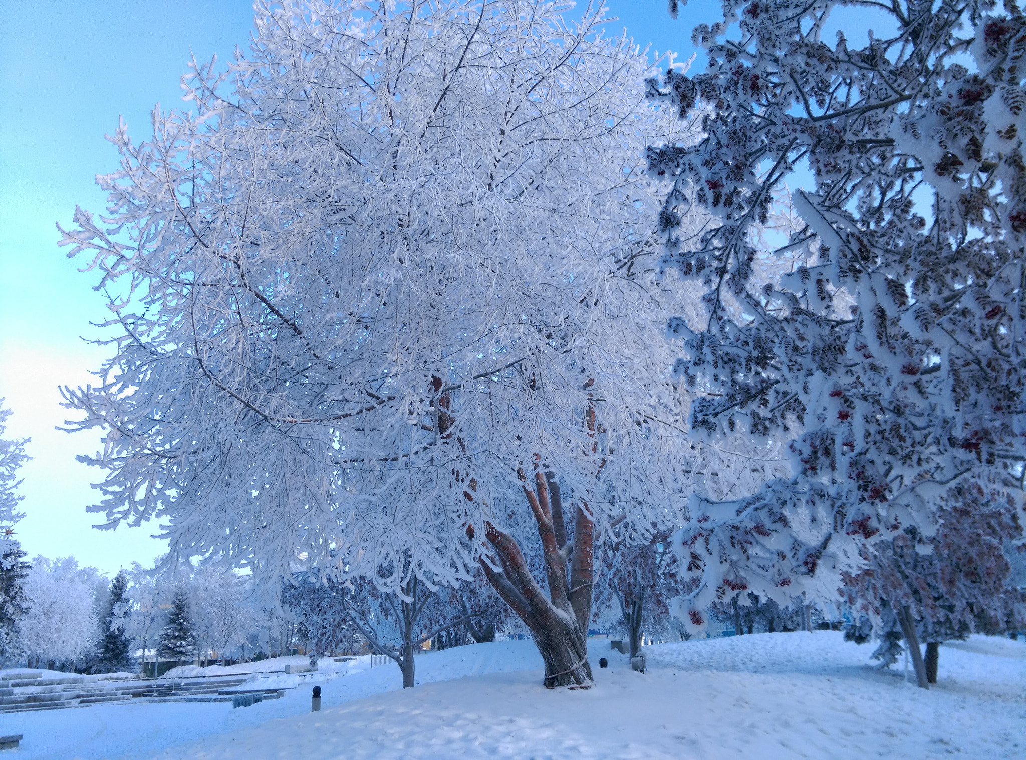 HTC DESIRE EYE sample photo. Ice tree photography