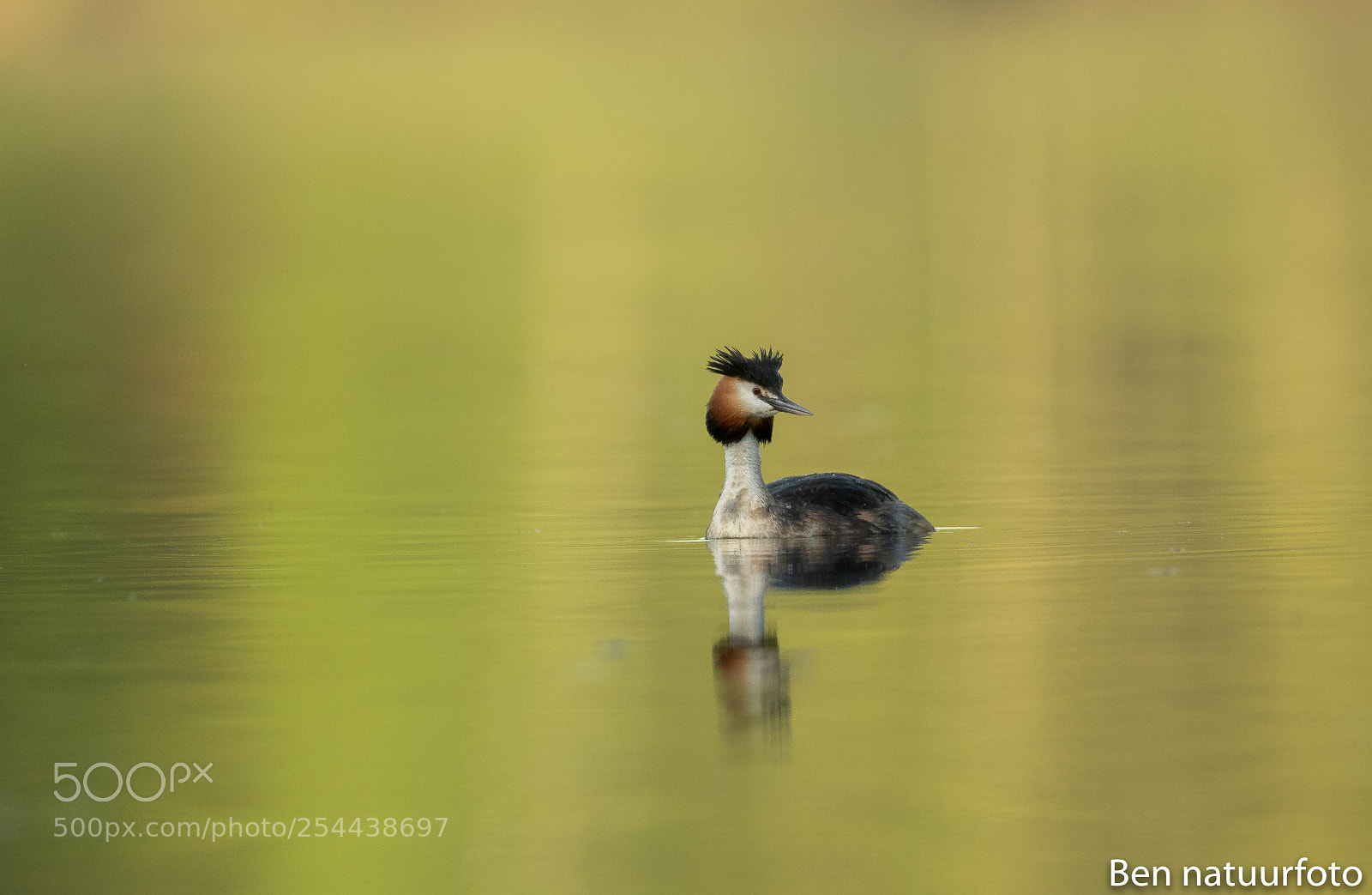 Nikon D500 sample photo. Grebe in first light photography