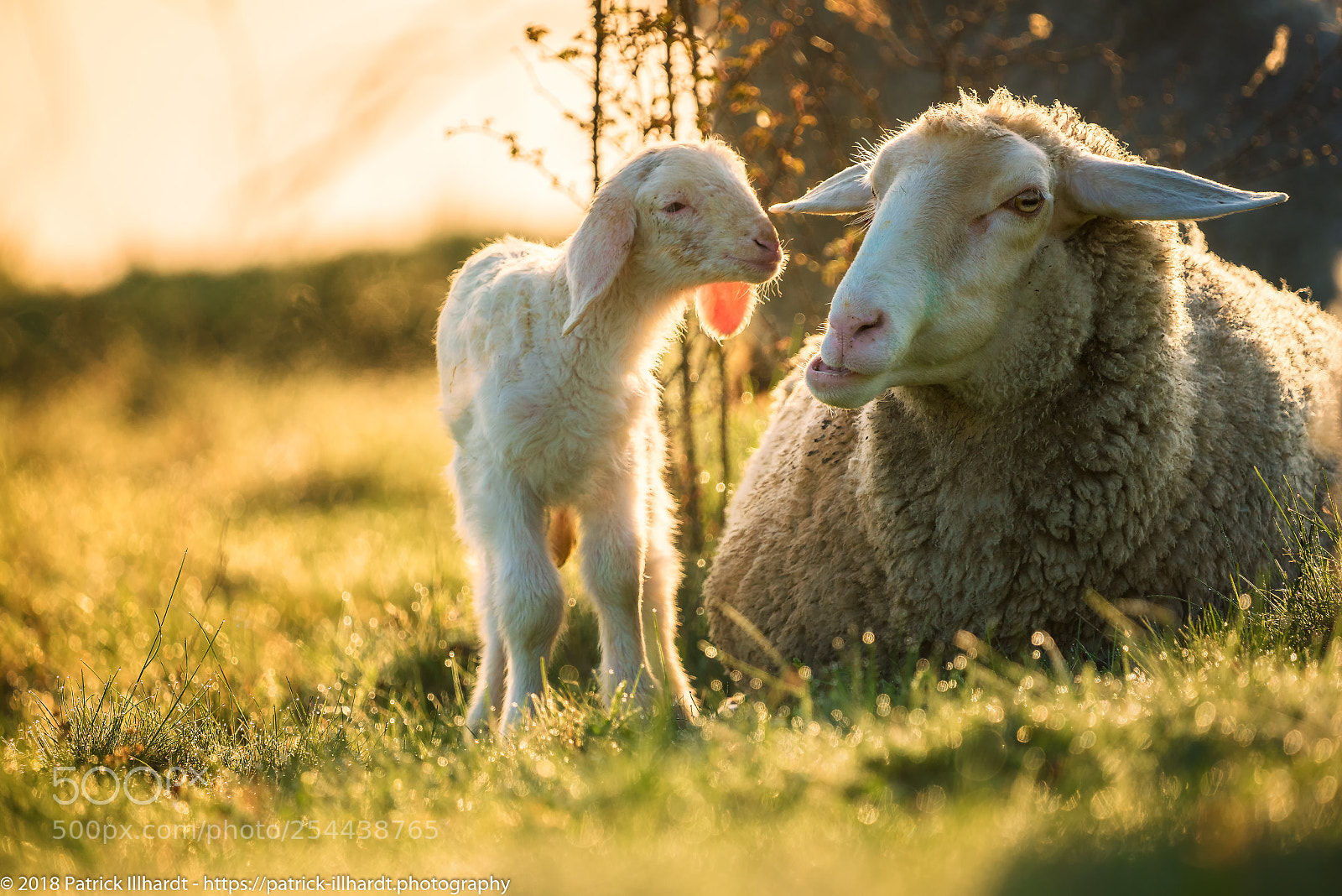 Sony a7R sample photo. Ovis gmelini aries photography