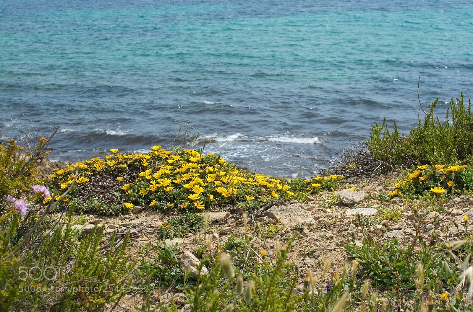 Nikon D7100 sample photo. Natural spring flowers by photography