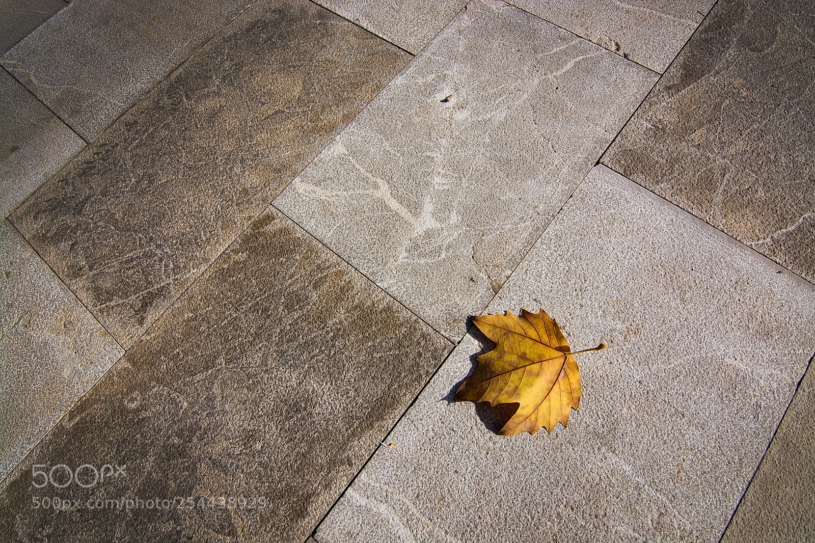 Nikon D7100 sample photo. Yellow leaf on concrete photography