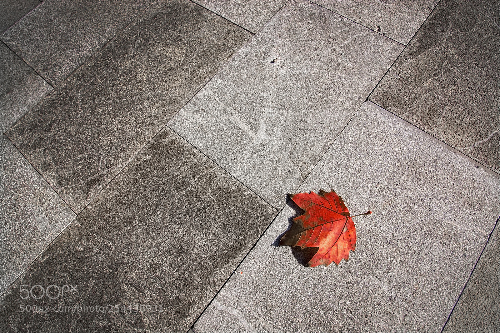 Nikon D7100 sample photo. Yellow leaf on concrete photography