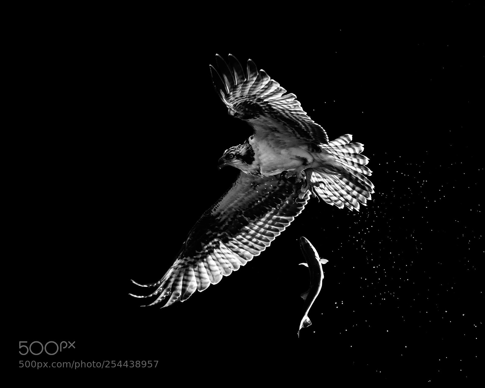 Nikon D500 sample photo. Osprey catch and release photography