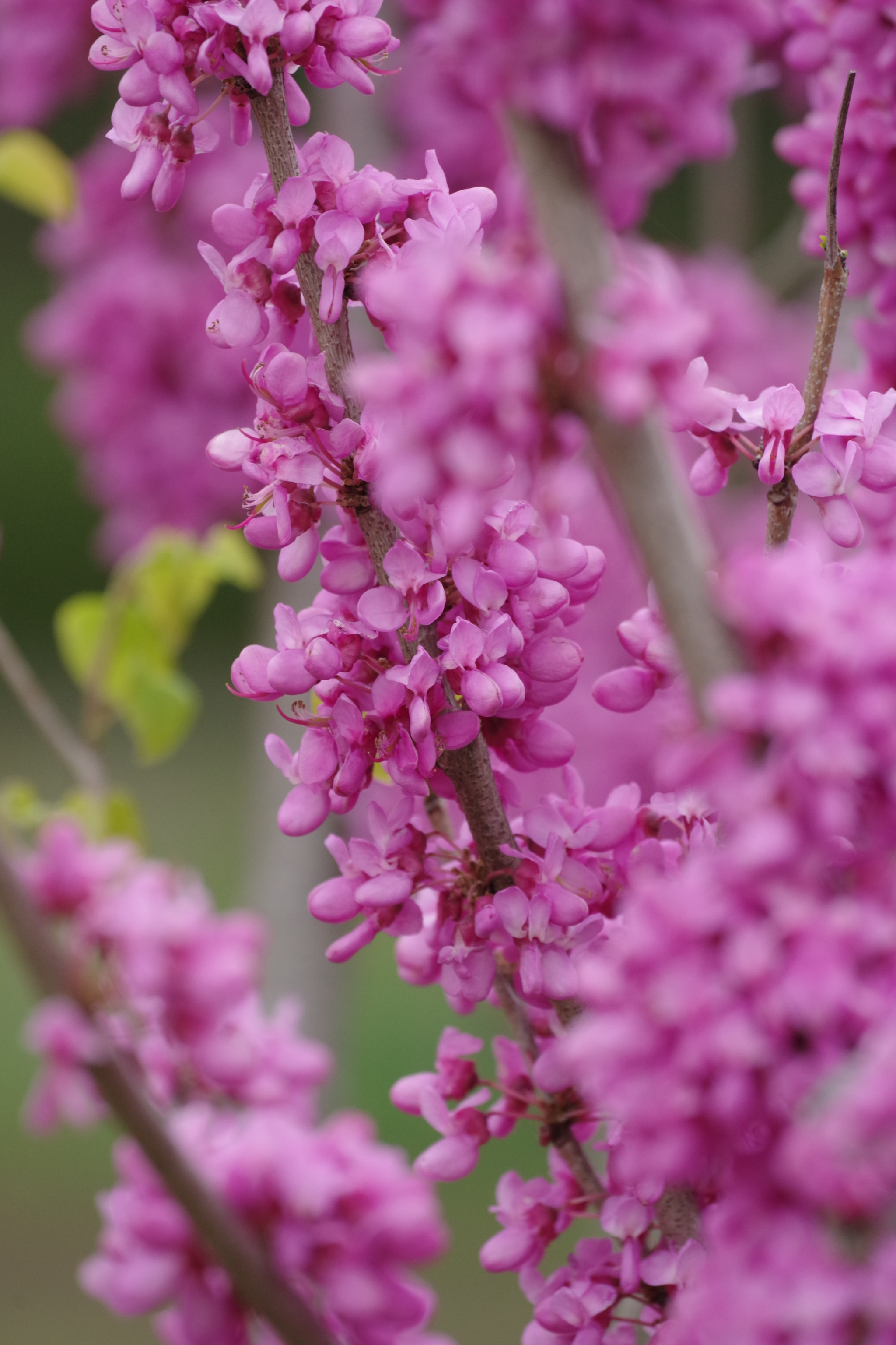 Pentax K-70 sample photo. Cercis chinensis 2018 #1 photography